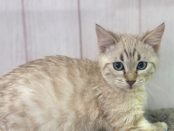 [#29443] Seal Lynx Male Snow Bengal Kittens For Sale