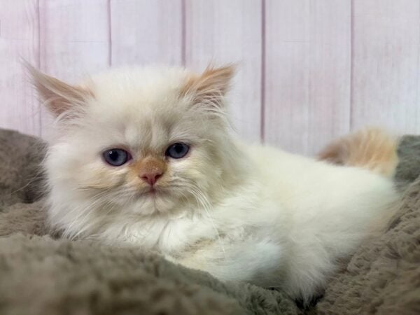 [#29419] Flame Point Male Ragamuffin Kittens For Sale