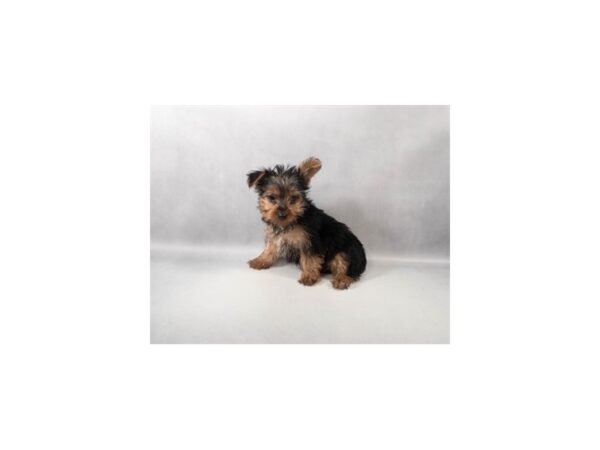 [#29449] Black and Tan Male Yorkshire Terrier Puppies For Sale