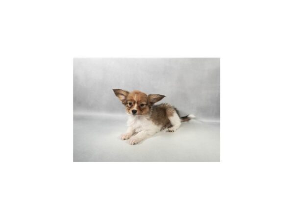 [#29450] White and Sable Male Papillon Puppies For Sale