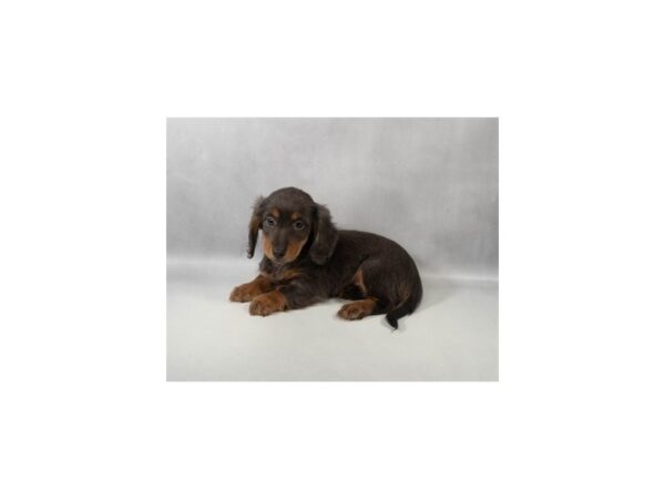 [#29451] Blue and Tan Female Dachshund Puppies For Sale