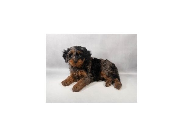 [#29452] Blue Merle Female Cavalier King Charles Spaniel/Poodle Puppies For Sale