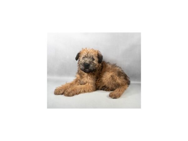 [#29453] Wheaten Female Soft Coated Wheaten Terrier Puppies For Sale