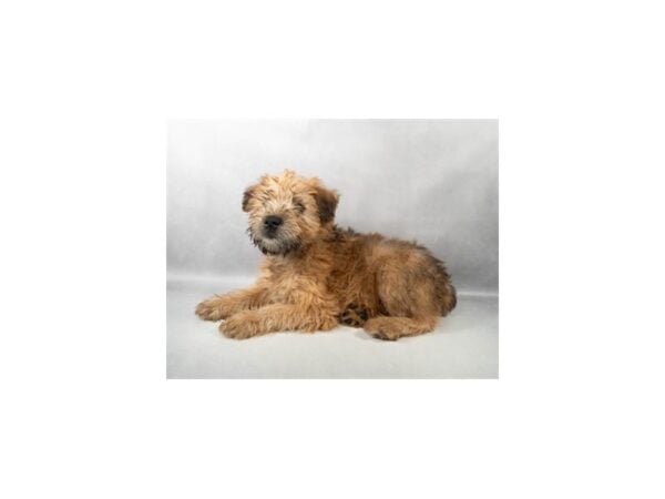 [#29454] Wheaten Male Soft Coated Wheaten Terrier Puppies For Sale