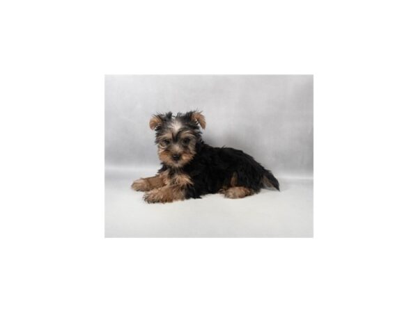 [#29456] Black and Tan Female Yorkshire Terrier Puppies For Sale