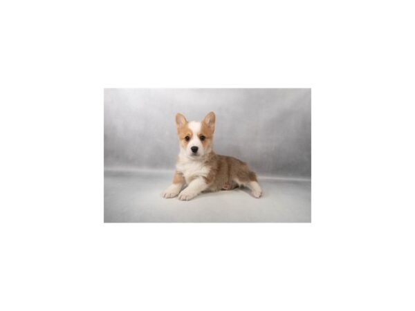 [#29457] Red Male Pembroke Welsh Corgi Puppies For Sale