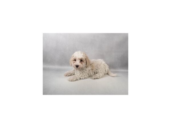 [#90080] White and Buff Female Bichon Poo Puppies For Sale