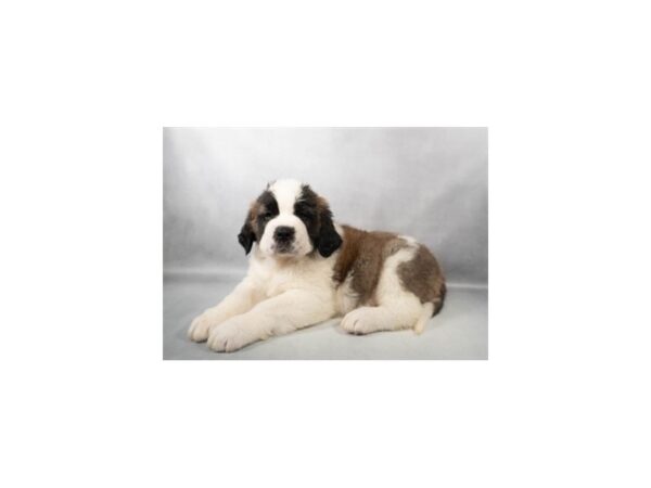 [#29459] Mahogany and White Male Saint Bernard Puppies For Sale