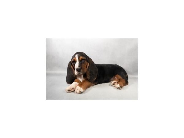 [#29460] Black Tan and White Male Basset Hound Puppies For Sale
