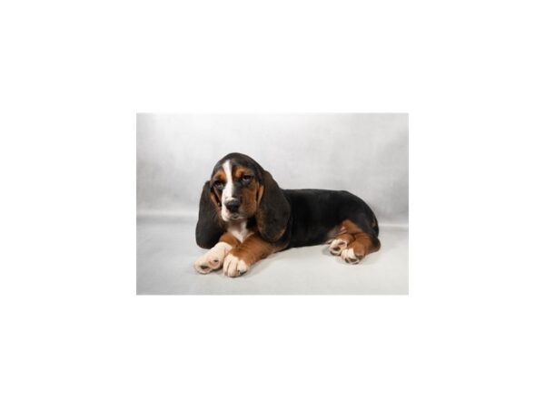 [#29460] Black Tan and White Male Basset Hound Puppies For Sale