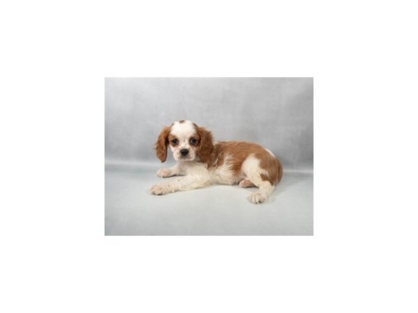 [#29461] Blenheim Male Cavalier King Charles Spaniel Puppies For Sale