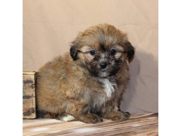 [#29462] Gold Female F1B Zuchon Puppies For Sale