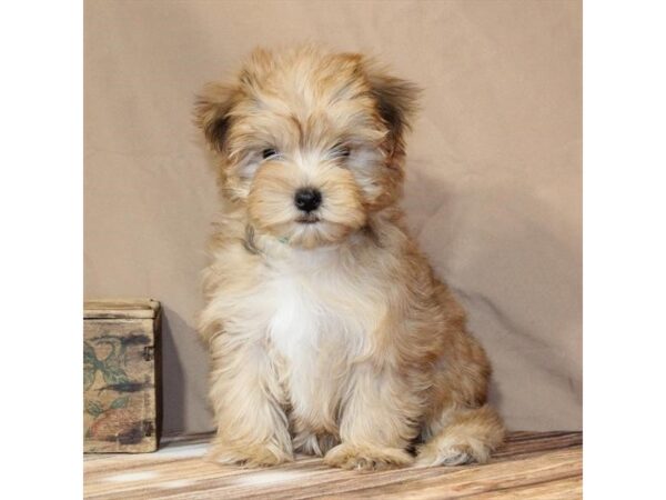 [#29463] Gold Female F1B Morkie Puppies For Sale