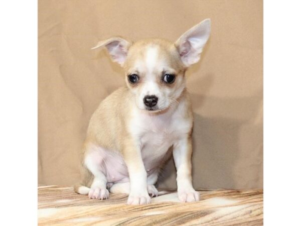 [#29464] Red Merle Female Chihuahua Puppies For Sale