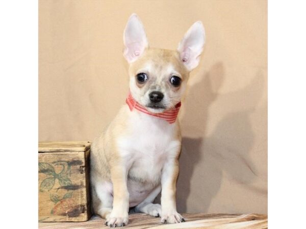 [#29465] Fawn Merle Female Chihuahua Puppies For Sale