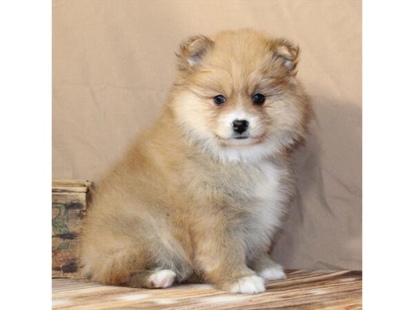 [#29466] Red Female Pomeranian Puppies For Sale