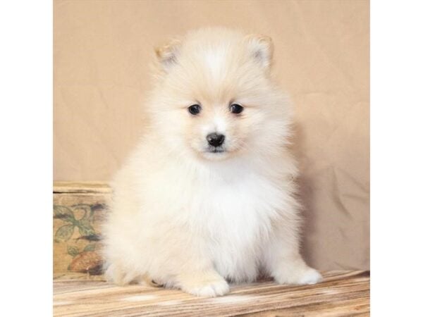 [#29467] Cream Male Pomeranian Puppies For Sale