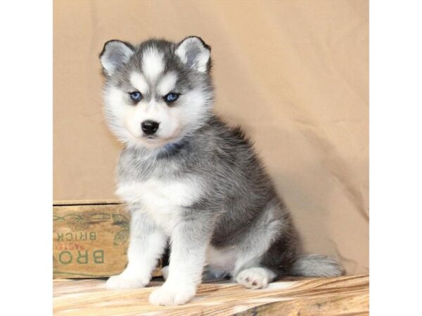 [#29468] Black / White Female Alaskan Klee Kai Puppies For Sale