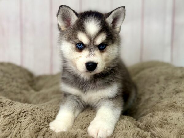 [#29468] Black / White Female Alaskan Klee Kai Puppies For Sale