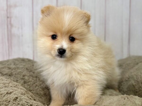 [#29467] Cream Male Pomeranian Puppies For Sale