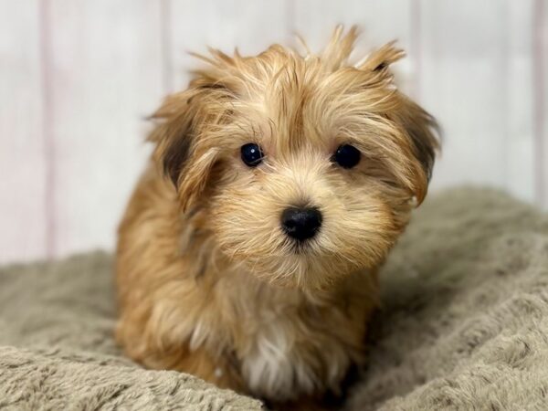 [#29463] Gold Female F1B Morkie Puppies For Sale