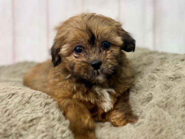 [#29462] Gold Female F1B Zuchon Puppies For Sale