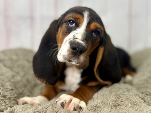 [#29460] Black Tan and White Male Basset Hound Puppies For Sale