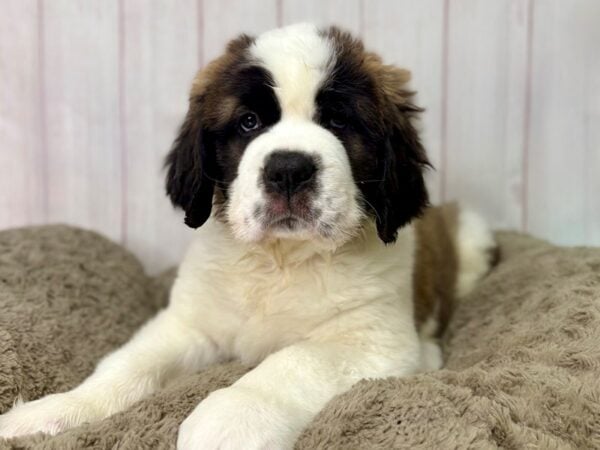 [#29459] Mahogany and White Male Saint Bernard Puppies For Sale