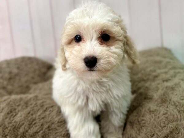 [#29458] White and Buff Female Bichon Frise/Poodle Puppies For Sale