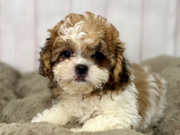 [#29455] Gold and White Male F1B Shipoo Puppies For Sale