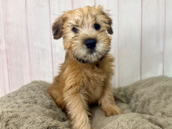 [#29454] Wheaten Male Soft Coated Wheaten Terrier Puppies For Sale
