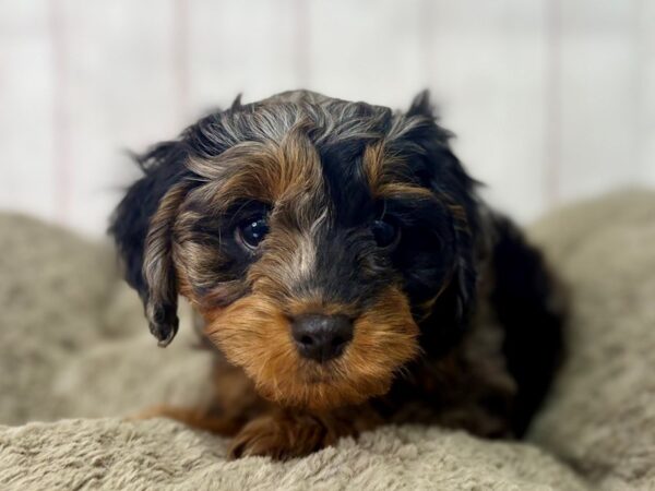 [#29452] Blue Merle Female Cavalier King Charles Spaniel/Poodle Puppies For Sale