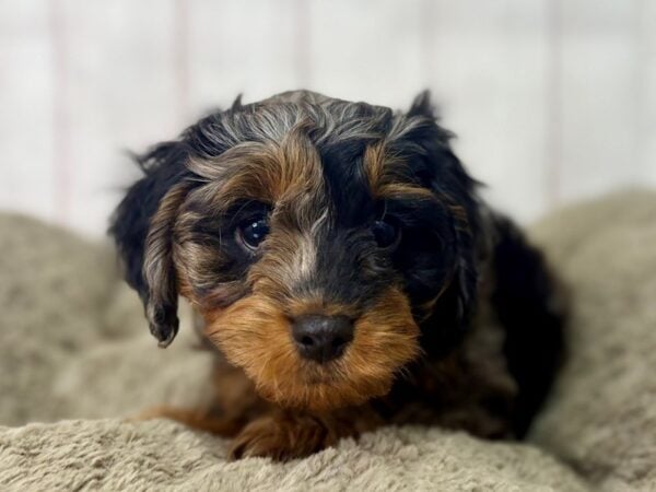[#29452] Blue Merle Female Cavalier King Charles Spaniel/Poodle Puppies For Sale