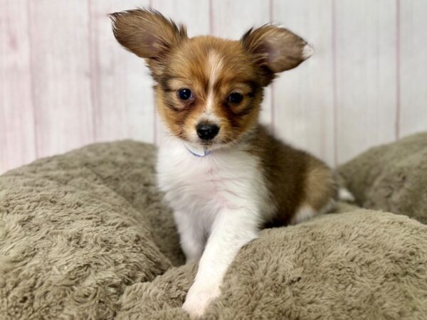[#29450] White and Sable Male Papillon Puppies For Sale