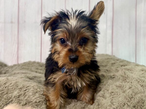 [#29449] Black and Tan Male Yorkshire Terrier Puppies For Sale