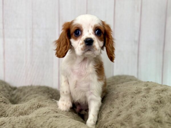 [#29461] Blenheim Male Cavalier King Charles Spaniel Puppies For Sale