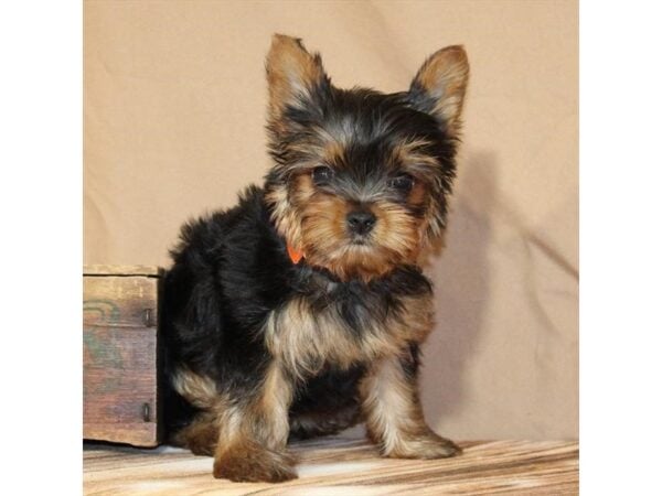 [#29480] Black / Tan Female Yorkshire Terrier Puppies For Sale