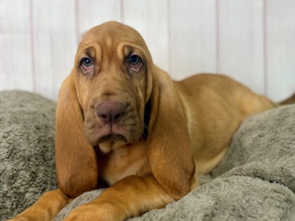 [#29479] Red Female Bloodhound Puppies For Sale