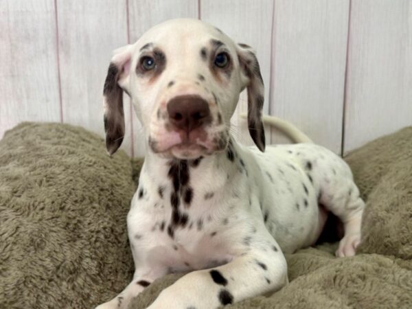 [#29478] White and Liver Brown Male Dalmatian Puppies For Sale