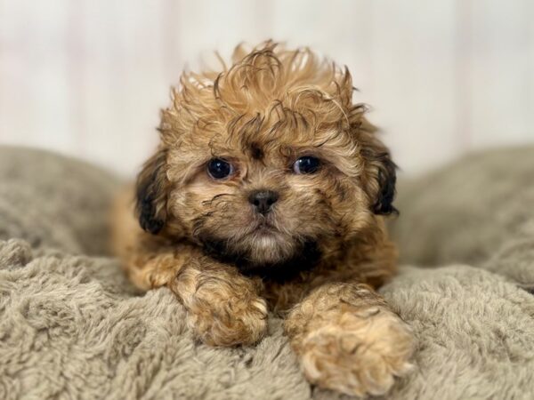 [#29477] Gold Female Shih Tzu Puppies For Sale