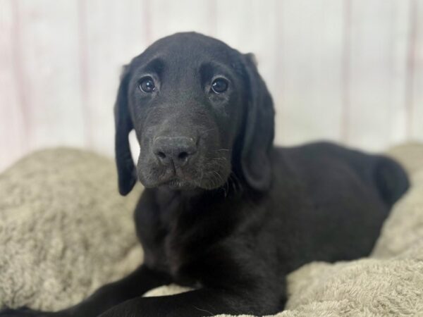 [#29474] Black Male Labrador Retriever Puppies For Sale