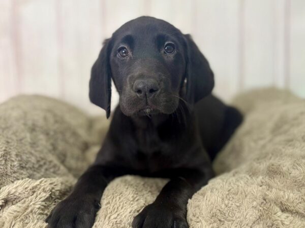 [#29473] Black Female Labrador Retriever Puppies For Sale