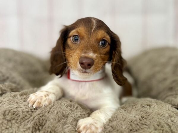 [#29472] Chocolate Female Dachshund Puppies For Sale