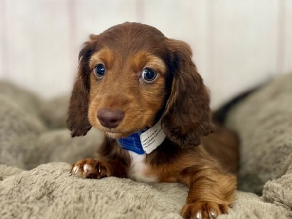 [#29471] Chocolate Male Dachshund Puppies For Sale