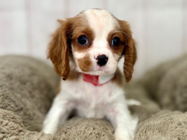 [#29470] Blenheim Female Cavalier King Charles Spaniel Puppies For Sale