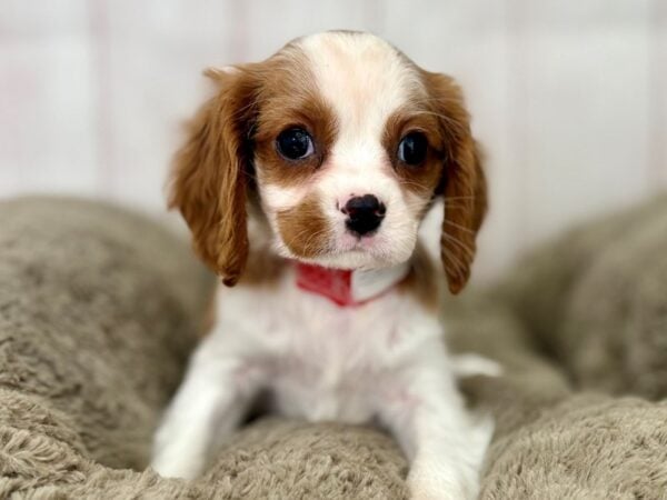 [#29470] Blenheim Female Cavalier King Charles Spaniel Puppies For Sale
