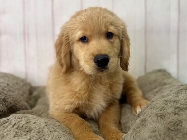 [#29476] Light Golden Female Golden Retriever Puppies For Sale