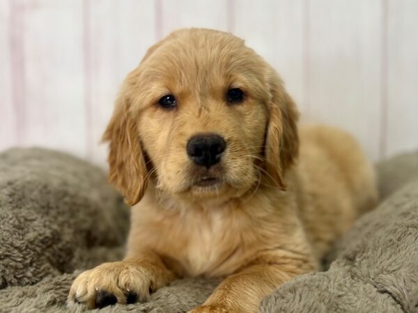 [#29475] Light Golden Male Golden Retriever Puppies For Sale