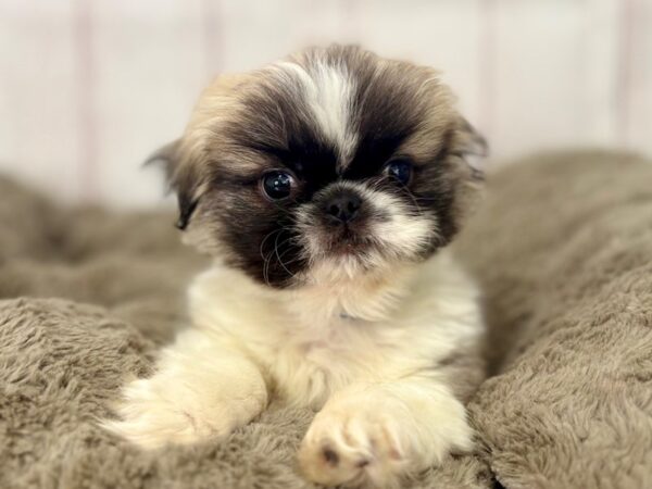 [#29486] White / Fawn Male Pekingese Puppies For Sale