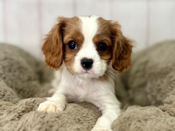 [#29488] White / Blenheim Male Cavalier King Charles Spaniel Puppies For Sale